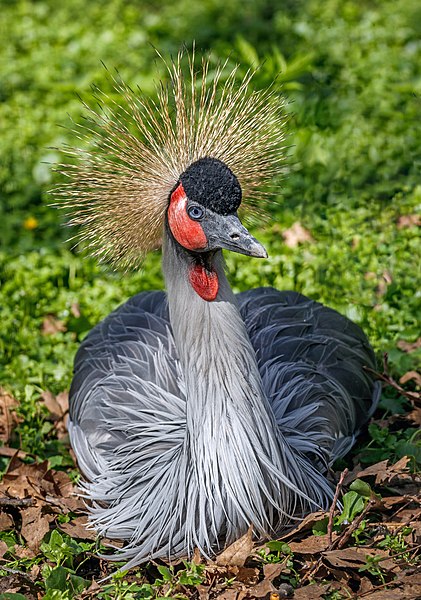 File:Balearica regulorum - Karlsruhe Zoo 02.jpg