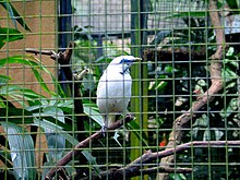 Bali myna in the cage