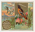 Thumbnail for File:Baltimore Oriole, from the Birds of America series (N37) for Allen &amp; Ginter Cigarettes MET DP838961.jpg