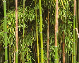 Bamboo Richelieu.jpg