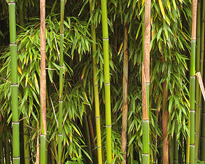 Bamboo in the castle park of Richelieu in France