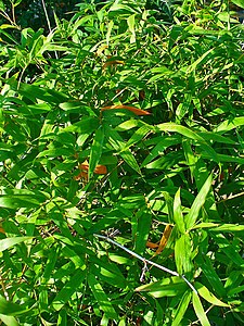 Bambusa arundinacea Habitus