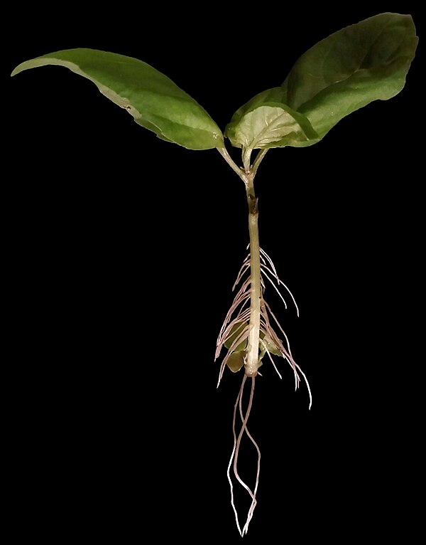 One criterion proposes that an organism cannot be divided without losing functionality. This basil plant cutting is however developing new adventitiou