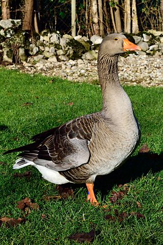 Oie des pays bavarois sur le Krapfengut