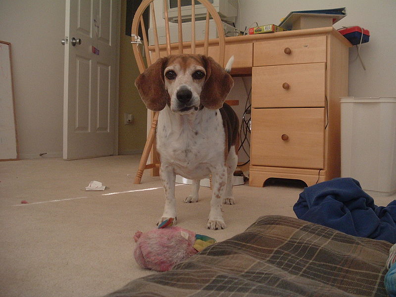 File:Beagle in room.jpg