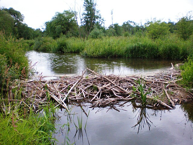 Beaver dam on Smilga River in Lithuania