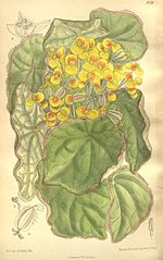 Vignette pour Begonia quadrialata