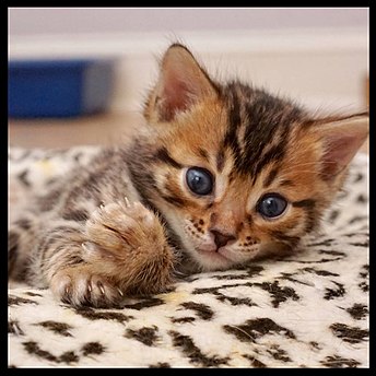 Bengal kitten