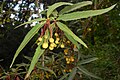 Berberis gagnepainii 2016-05-17 0296.jpg