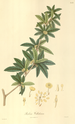 Berberis wallichiana. Wallich. Plantae Asiaticae Rariores, vol. 3, plate 243.png