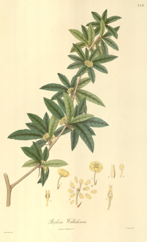 Berberis wallichiana. Wallich. Plantae Asiaticae Rariores, vol. 3, plate 243