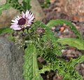 Berkheya purpurea