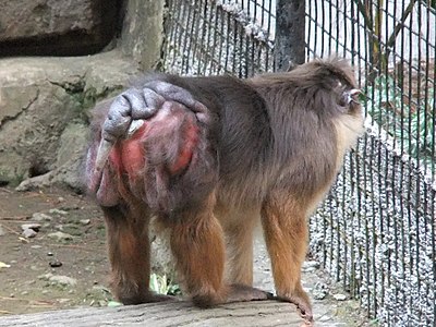 Beruk Mentawai Macaca pagensis geri döndü.JPG