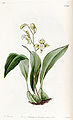 Bifrenaria racemosa (as syn. Maxillaria racemosa) plate 1566 in: Edwards's Bot. Register (Orchidaceae), vol. 19, (1833)