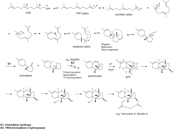 Biosynthesis of Verrucarin A.png