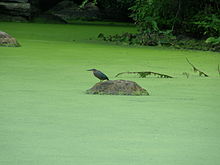 A green heron in the gardens Bird001S.JPG