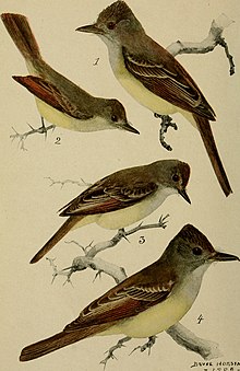 Bird lore (1909) (14775470403).jpg