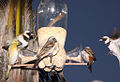 Birds at a bottle bird feeder in Johannesburg, South Africa.jpg
