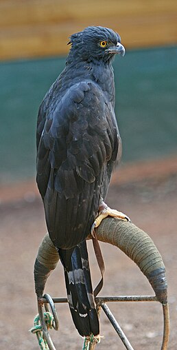 Орел-чубань чорний (Spizaetus tyrannus)