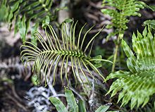 Blechnum howeanum (9018625889) .jpg