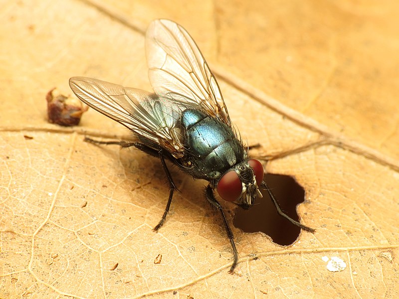 File:Blowfly (33092509196).jpg