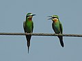 Blue-cheeked Bee-eater Merops persicus by Dr. Raju Kasambe DSCN3033 (7).jpg