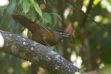 Mavi kanatlı Laughingthrush Pangolakha Sikkim Hindistan 30.10.2016.jpg