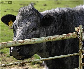 Head and neck of a cow, looking through a fence