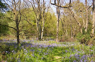 Launde Big Wood