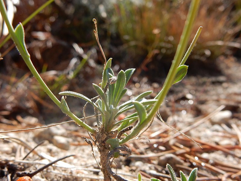 File:Boechera (Arabis) platysperma - pioneer rockcress - Flickr - Matt Lavin.jpg