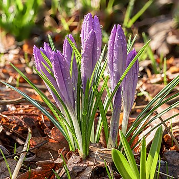 Covered with raindrops Crocus tommasinianus