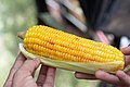 * Nomination Boiled corn cob in Araku Valley, Andhra Pradesh --Satdeep Gill 01:47, 22 March 2021 (UTC) * Decline Sorry: blurred right bottom. --F. Riedelio 09:23, 28 March 2021 (UTC)