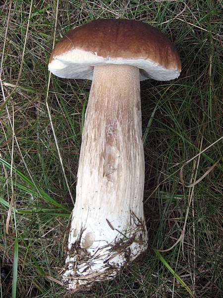 File:Boletus edulis (7).jpg