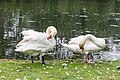 * Nomination Swans in the Rheinaue Park in Bonn, North Rhine-Westphalia, Germany --XRay 03:26, 17 June 2021 (UTC) * Promotion  Support Good quality -- Johann Jaritz 03:30, 17 June 2021 (UTC)