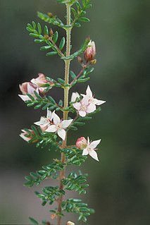 <i>Boronia alulata</i> species of plant