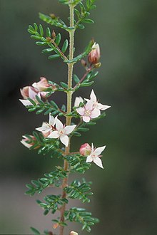 Boronia alulata.jpg