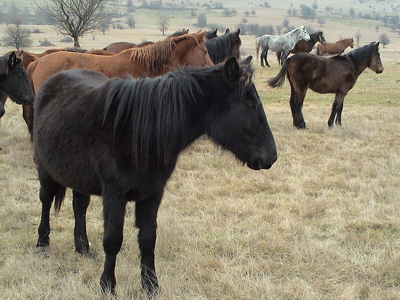 File:Bosanski brdski konj zimska dlaka.jpg