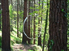 Зачем деревья в лесу. Живой лес Ома (Bosque animado de oma). Оживший лес. Дерево в лесу Каменск -Уральский. Разноуровневые живые леса.