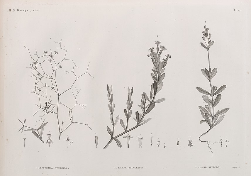 Pl.29 - 1. Gypsophila rokejeka 2. Silene succulenta 3. Silene rubella