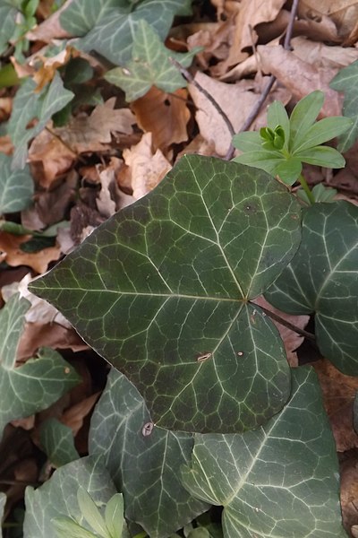 File:Bršljan, Hedera helix.jpg