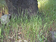 Brachypodium distachyon28 habit1 (8667150530) (2) .jpg