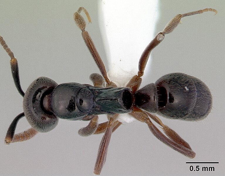 File:Brachyponera croceicornis casent0172432 dorsal 1.jpg