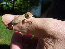 Juvenile Cape dwarf chameleon Bradypodion pumilum.JPG