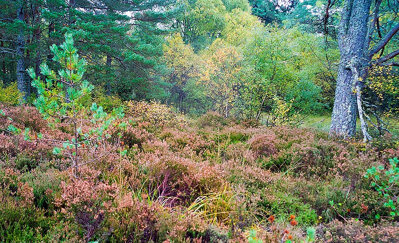 File:Braelangwell Wood SSSI - geograph.org.uk - 3704168.jpg