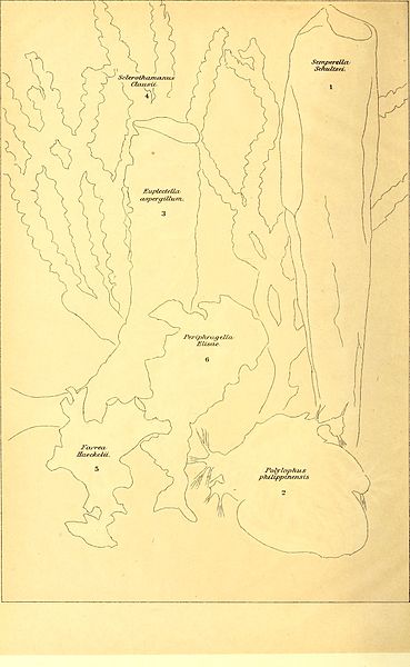 File:Brehms Tierleben - allgemeine Kunde des Tierreichs - mit 1800 Abbildungen im Text, 9 Karten und 180 Tafeln in Farbendruck und Holzschnitt (1890) (20405275722).jpg