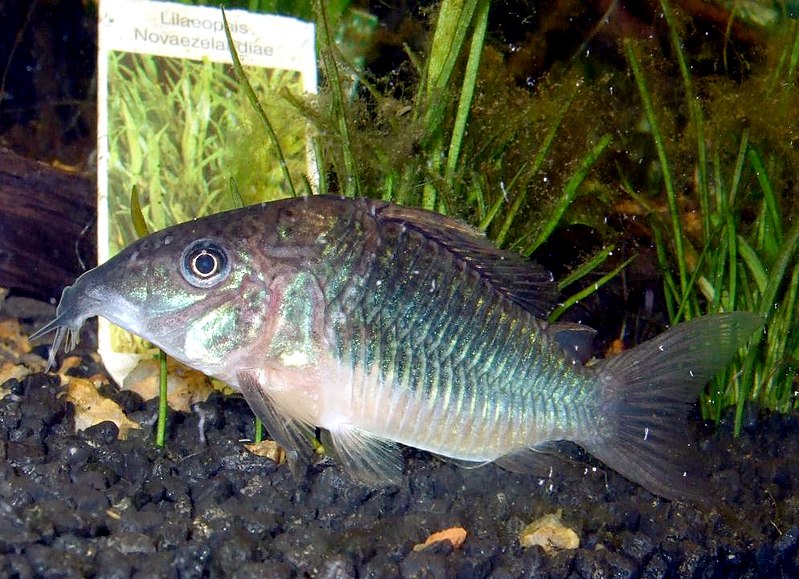 File:Brochis splendens im Aquarium.jpg