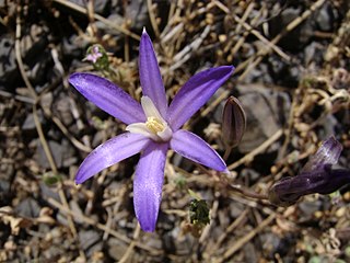 Brodiaea coronaria in Klickitat County Washington