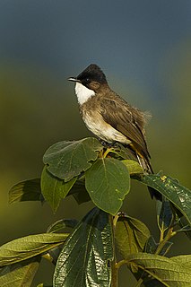 Brown-breasted bulbul Species of bird