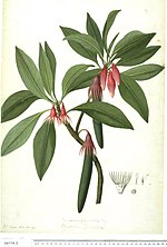 Miniatura para Rhizophoraceae