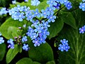 * Nomination Siberian bugloss Brunnera macrophylla --MartinThoma 08:55, 7 May 2016 (UTC) * Decline Not sharp enough IMO --Ermell 09:00, 7 May 2016 (UTC)